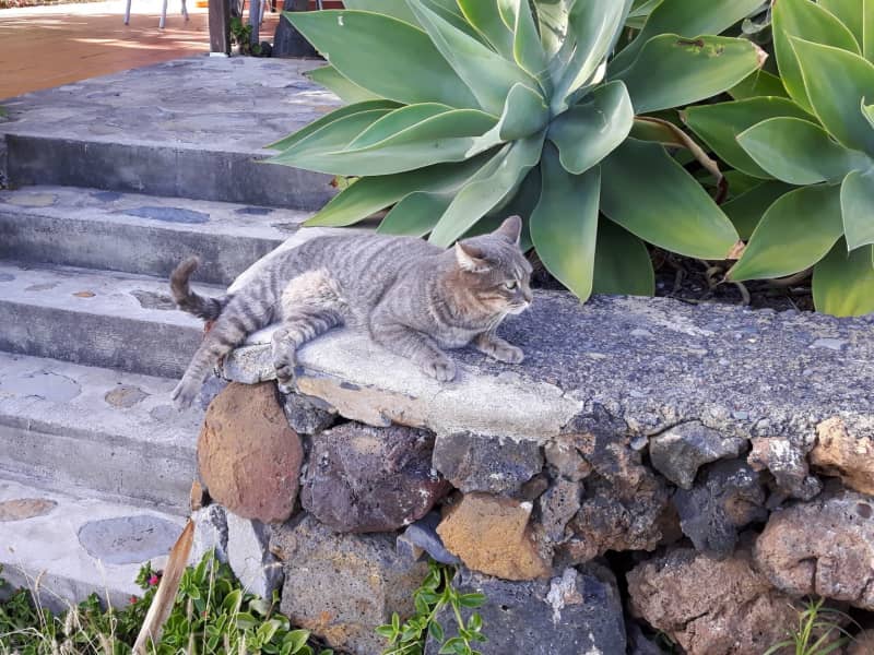 Housesitting assignment in Santa Cruz de la Palma, Spain