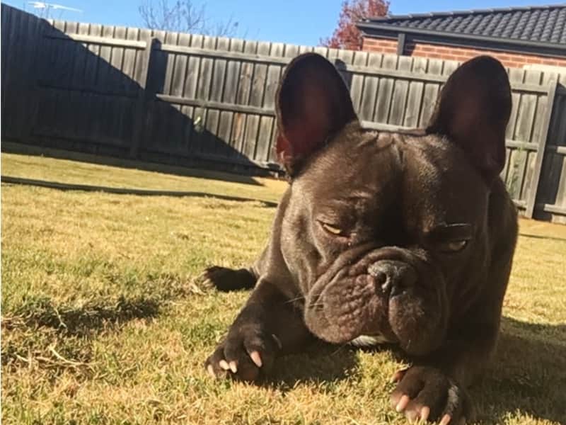 Housesitting assignment in Carrum Downs, Victoria, Australia