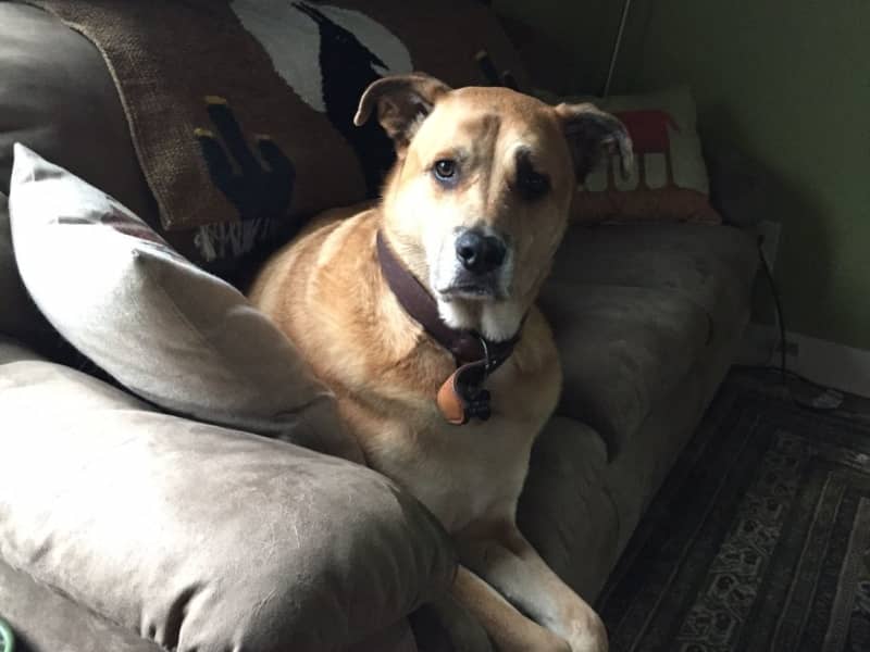 Housesitting assignment in Ventura, California, United States