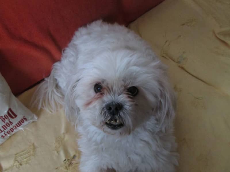 Housesitting assignment in Brampton, Ontario, Canada