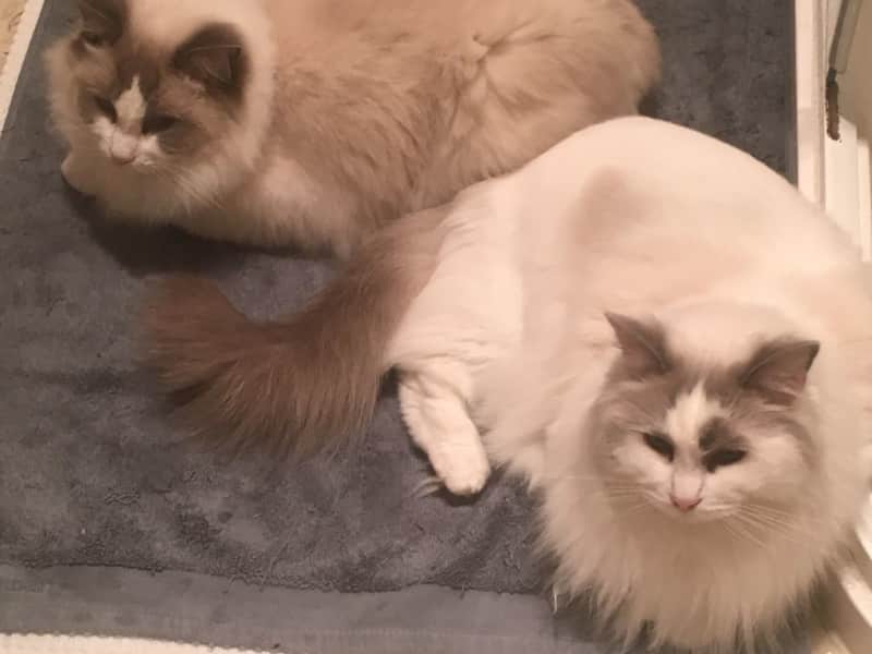 Housesitting assignment in Hughesdale, Victoria, Australia