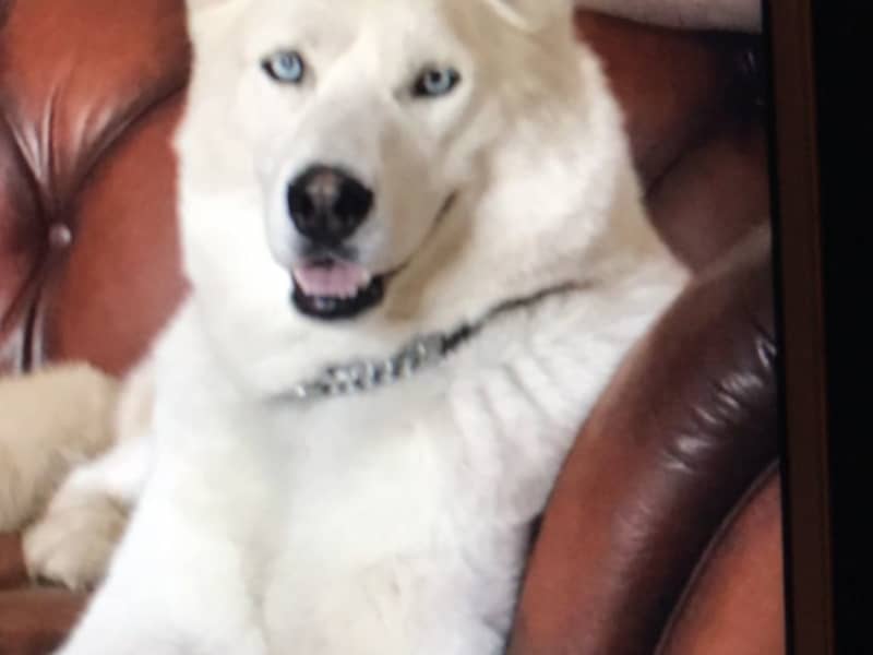 Housesitting assignment in Liverpool, United Kingdom
