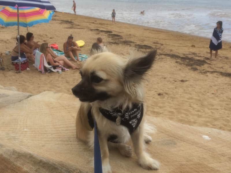 Housesitting assignment in Ettalong, New South Wales, Australia