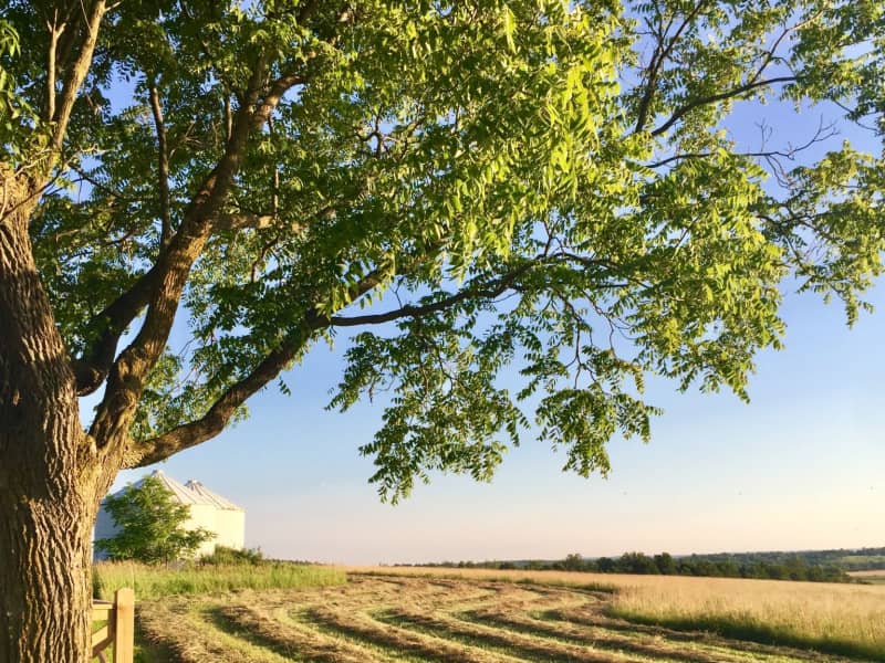 Housesitting assignment in Toronto, Ontario, Canada