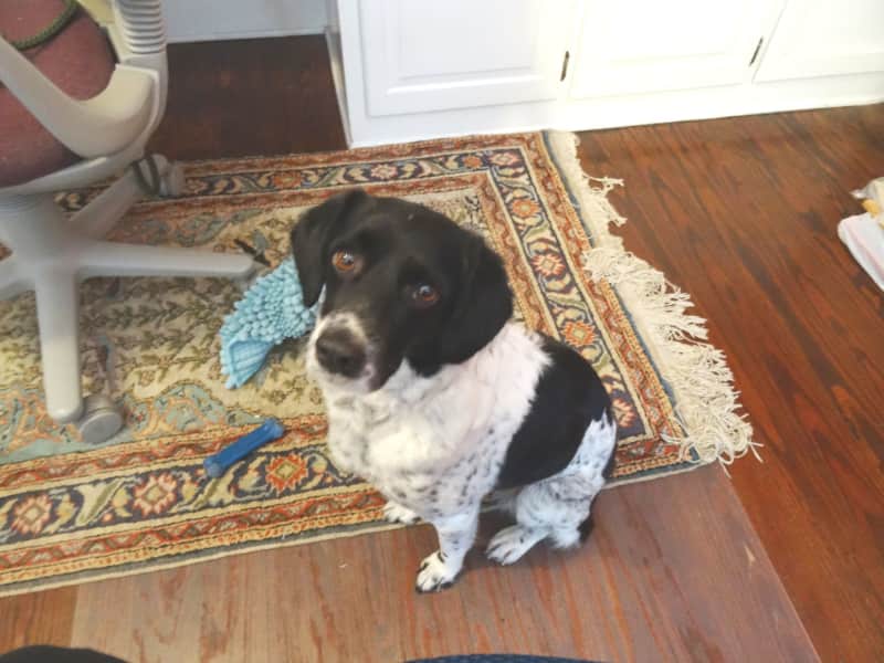 Housesitting assignment in Lafayette, Louisiana, United States
