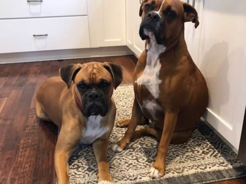 Housesitting assignment in Huntingtown, Maryland, United States
