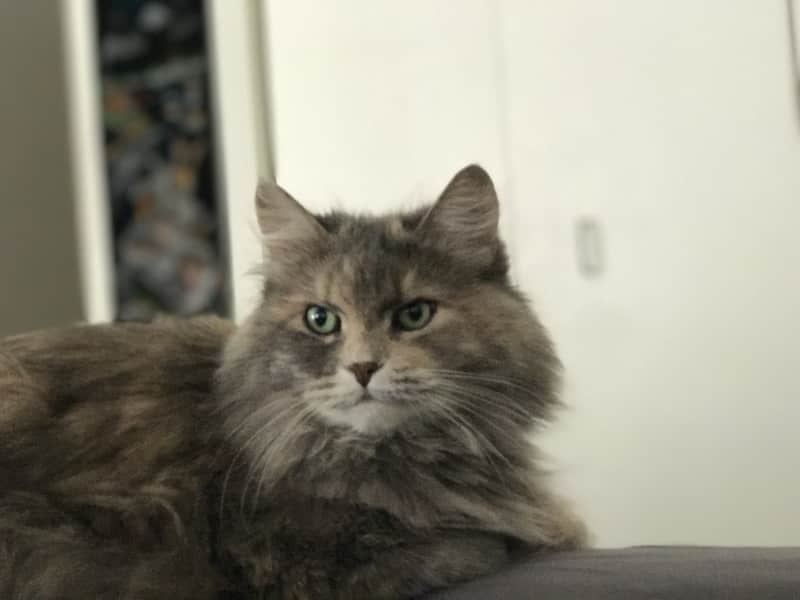 Housesitting assignment in Austin, Texas, United States