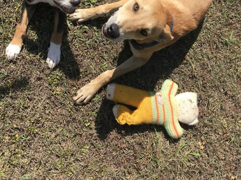 Housesitting assignment in Nightcliff, Northern Territory, Australia