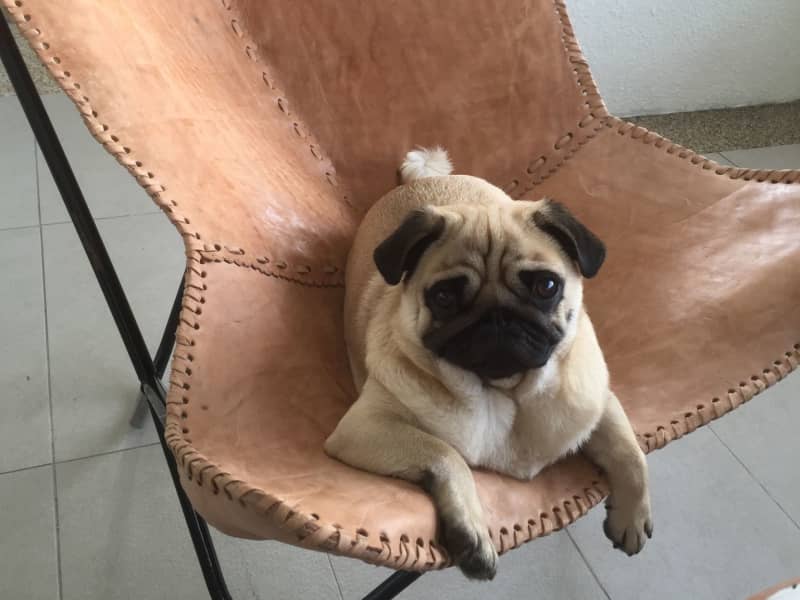 Housesitting assignment in Canberra, Australian Capital Territory, Australia