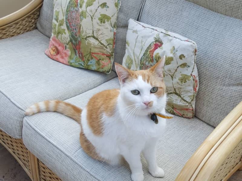 Housesitting assignment in Wallingford, United Kingdom