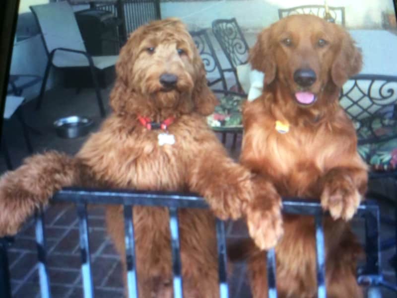 Housesitting assignment in Highland, California, United States