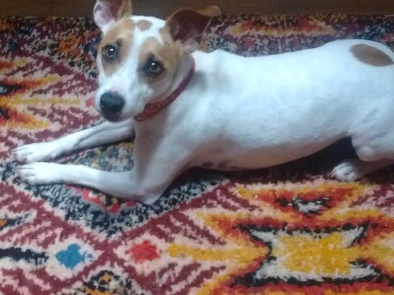 Housesitting assignment in Atlanta, Georgia, United States