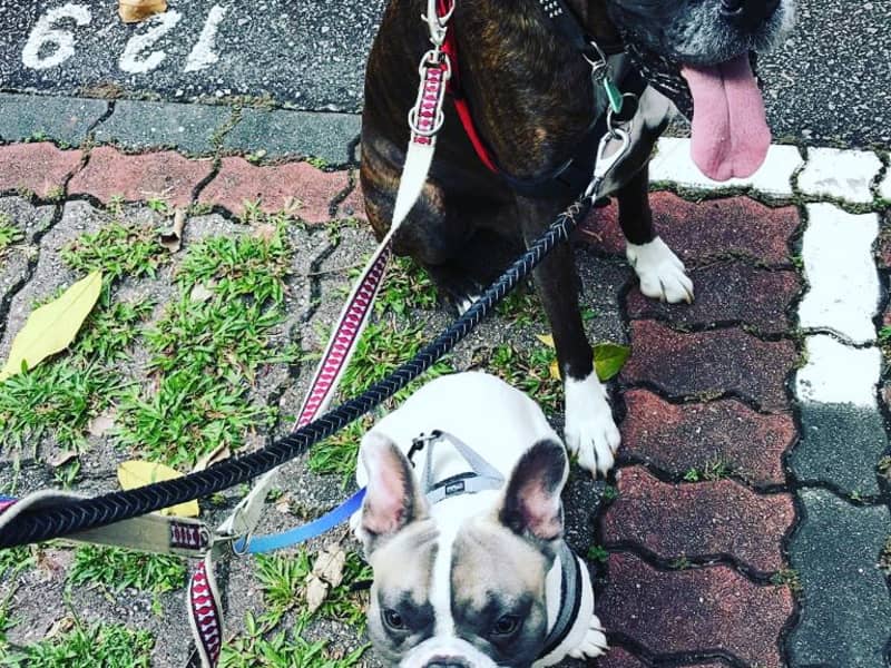 Housesitting assignment in Pasir Panjang, Singapore
