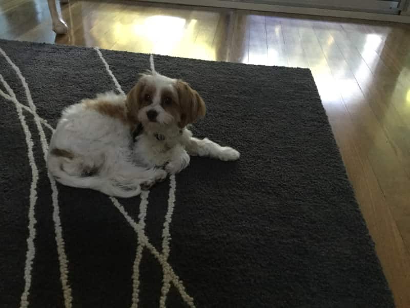Housesitting assignment in Adelaide, South Australia, Australia