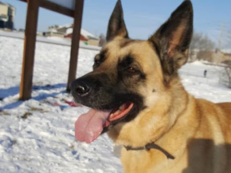 Housesitting assignment in Brandon, Manitoba, Canada
