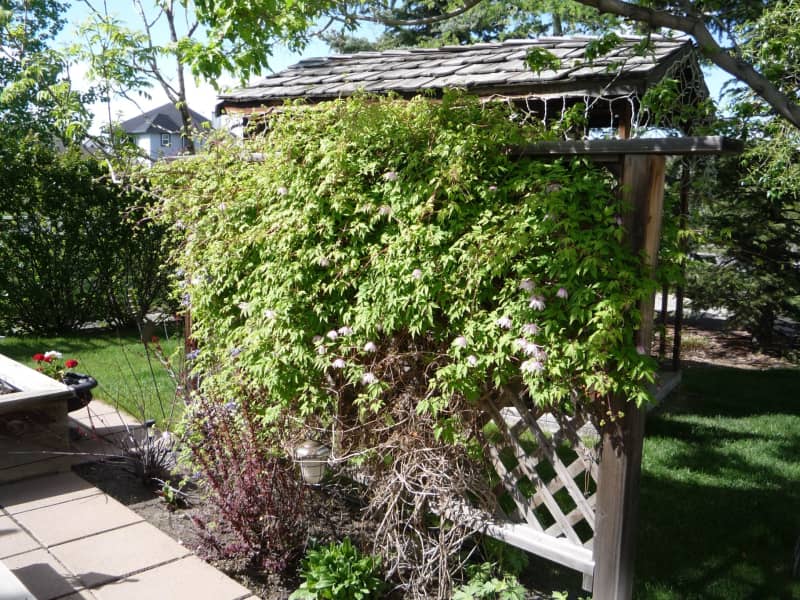 Housesitting assignment in Calgary, Alberta, Canada