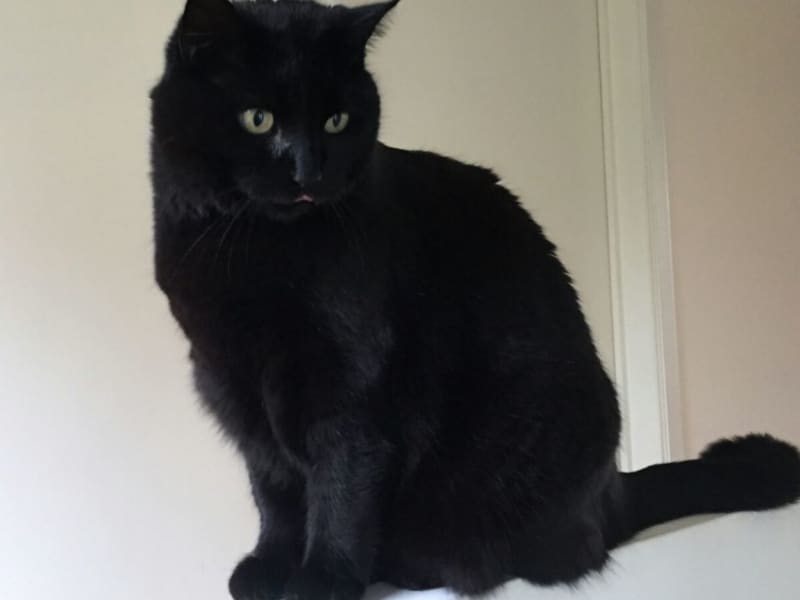 Housesitting assignment in Alsemberg, Belgium