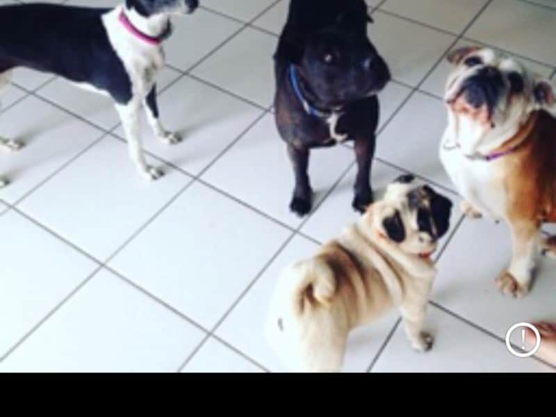 Housesitting assignment in Worragee, New South Wales, Australia