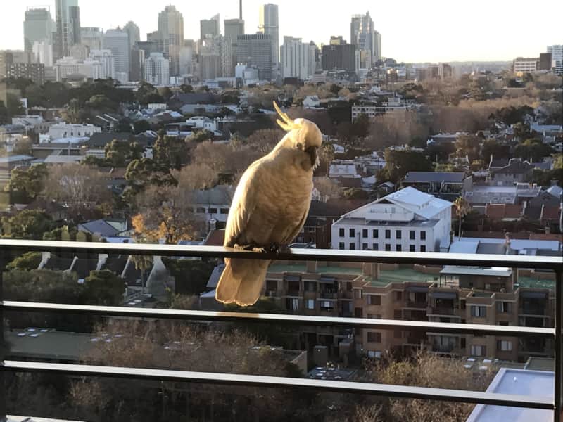 Housesitting assignment in Redfern, New South Wales, Australia
