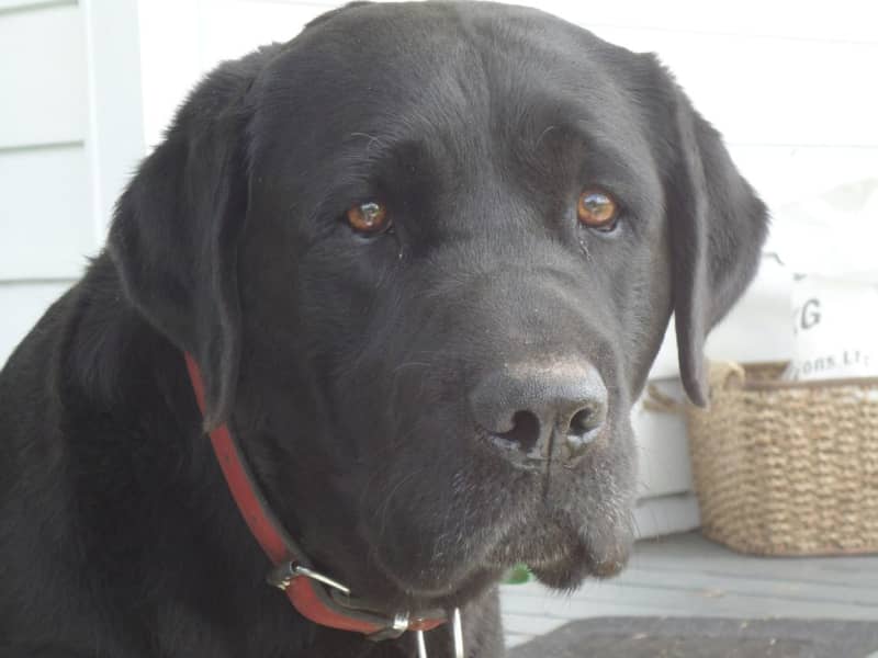 Housesitting assignment in Dargaville, New Zealand