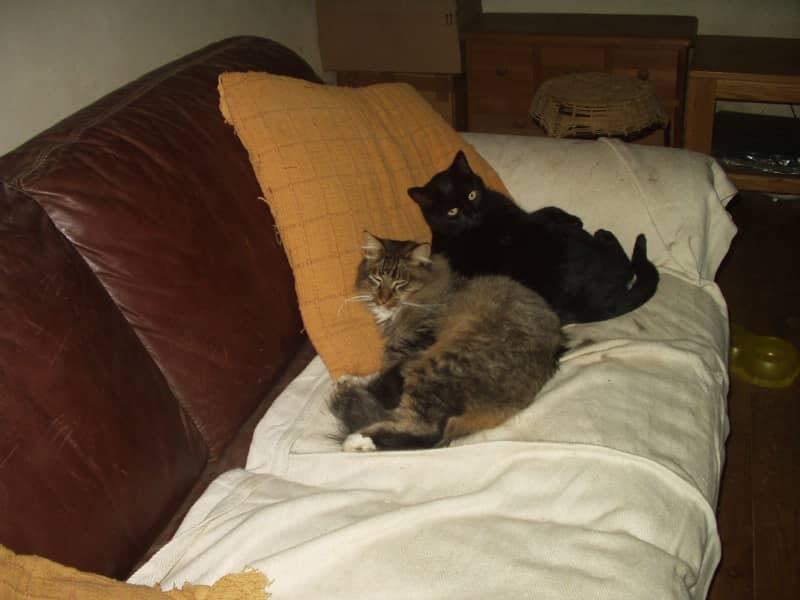 Housesitting assignment in Guilliers, France