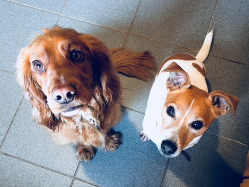 Housesitting assignment in Edinburgh, United Kingdom