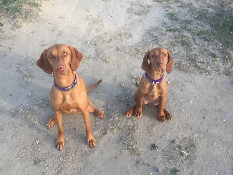 Housesitting assignment in Saint-Laurent-de-la-Salanque, France