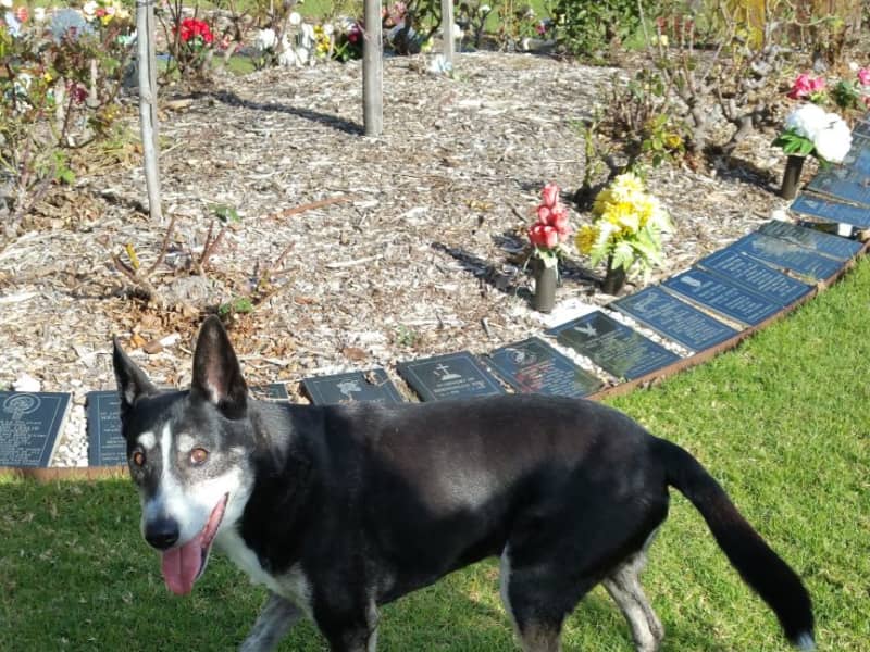 Housesitting assignment in Adelaide, South Australia, Australia