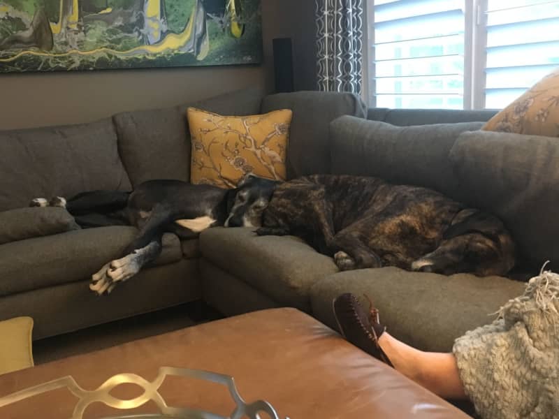 Housesitting assignment in Midland, Ontario, Canada