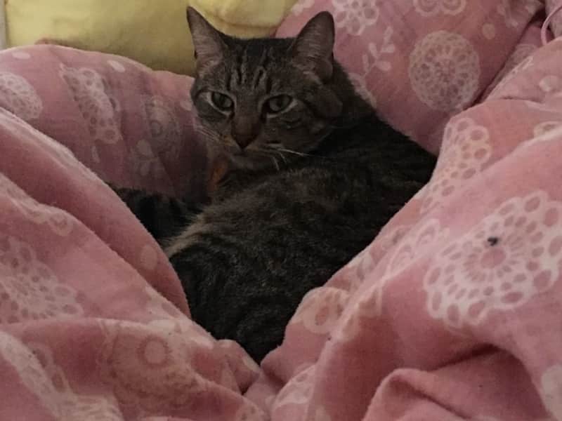 Housesitting assignment in Ōmorinishi, Japan