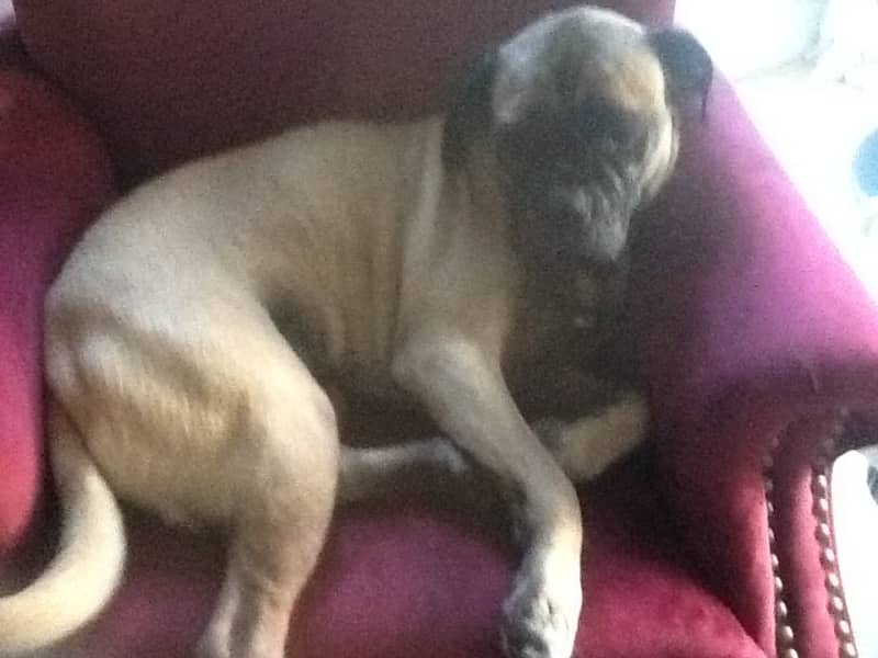 Housesitting assignment in Waltham Abbey, United Kingdom