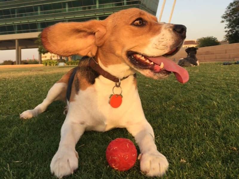 Housesitting assignment in Mowaileh Commercial, United Arab Emirates