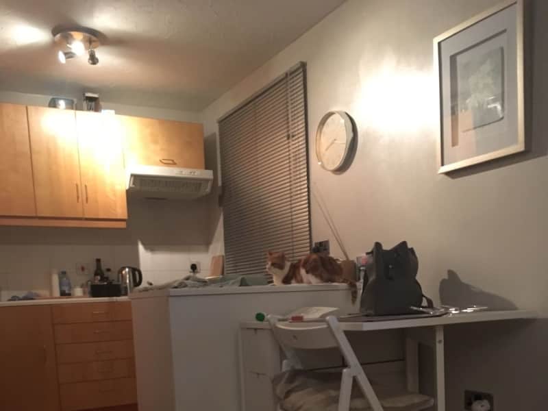 Housesitting assignment in Wallington, United Kingdom