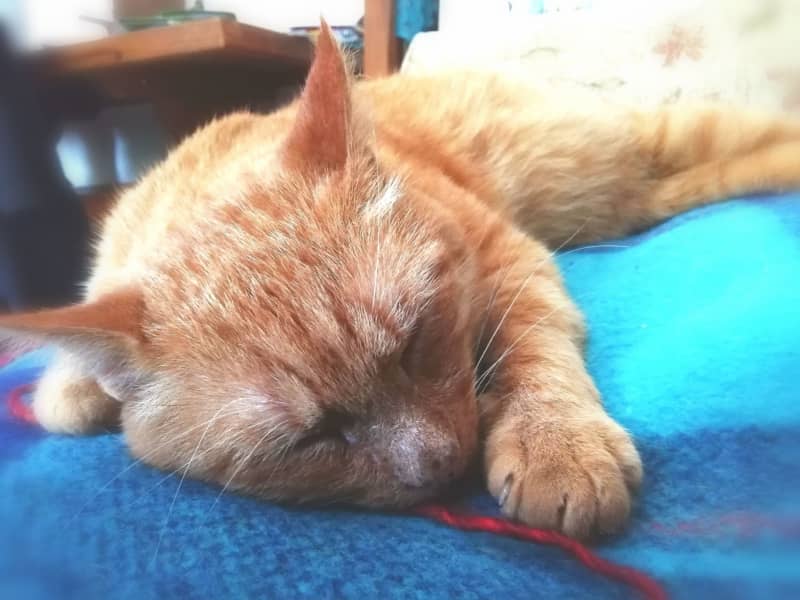 Housesitting assignment in Wellington, United Kingdom