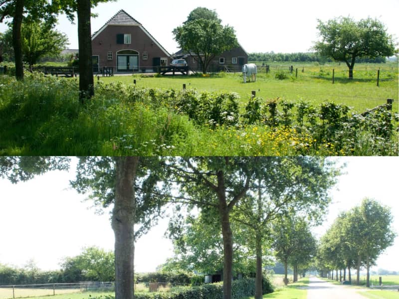 Housesitting assignment in Doesburg, Netherlands