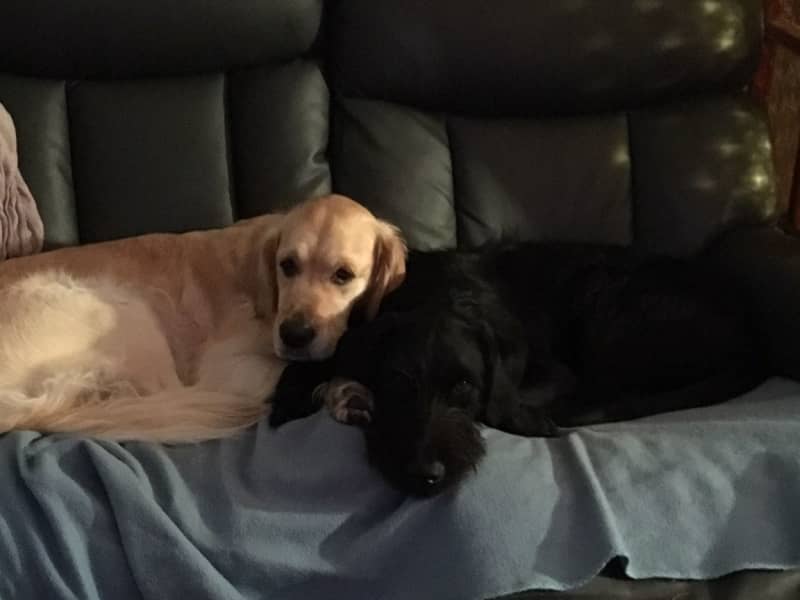 Housesitting assignment in Pontivy, France