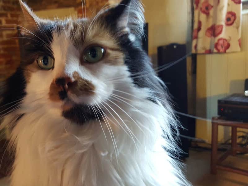 Housesitting assignment in Egerton, United Kingdom