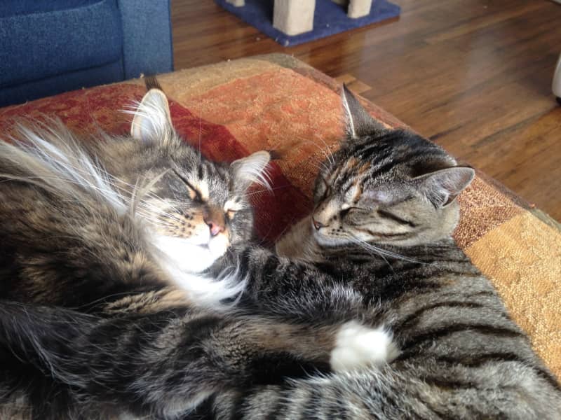 Housesitting assignment in Canberra, Australian Capital Territory, Australia