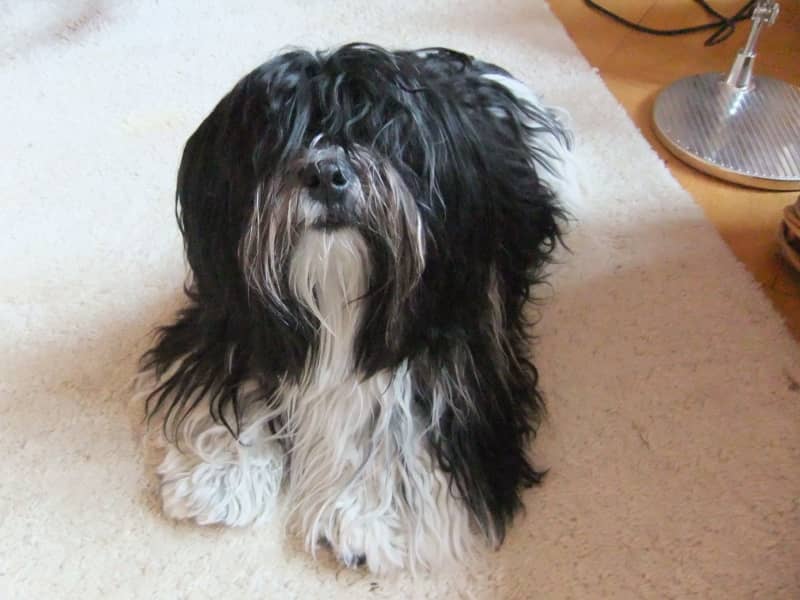 Housesitting assignment in Marburg an der Lahn, Germany