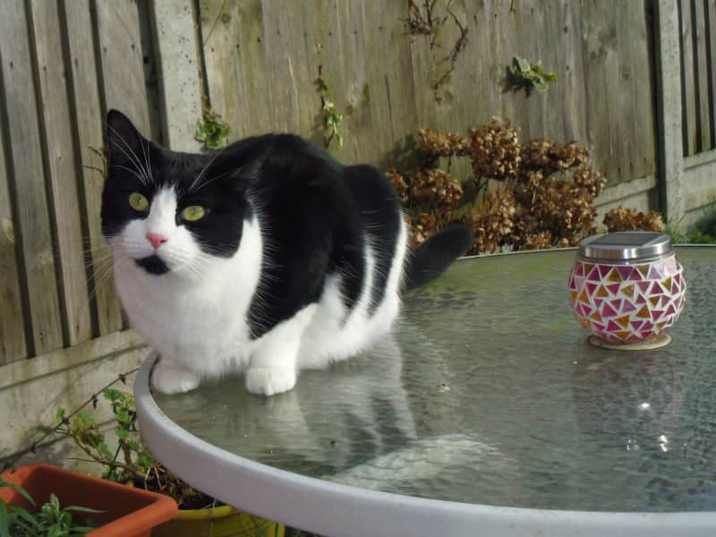 Housesitting assignment in Harlow, United Kingdom
