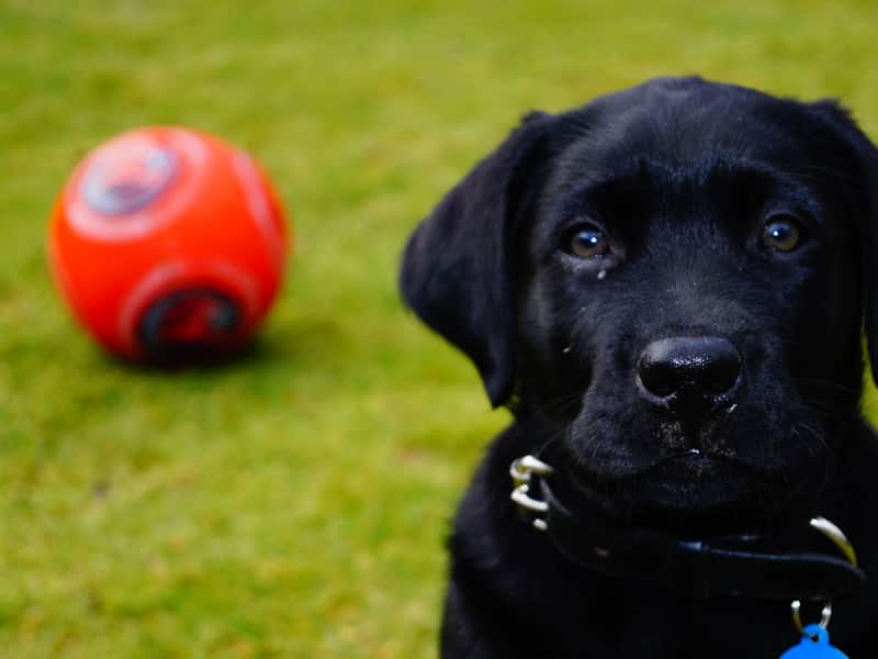 House Sitting New Zealand