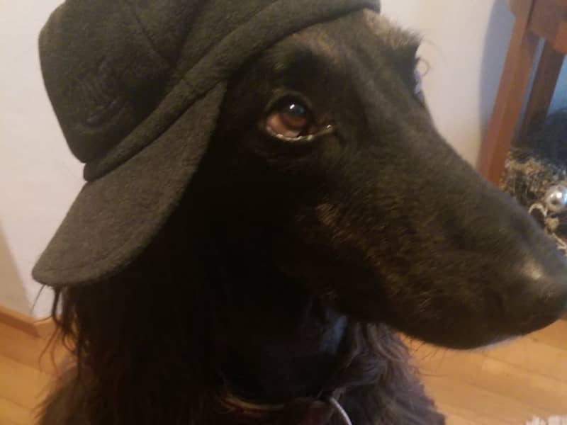 Housesitting assignment in Hallau, Switzerland