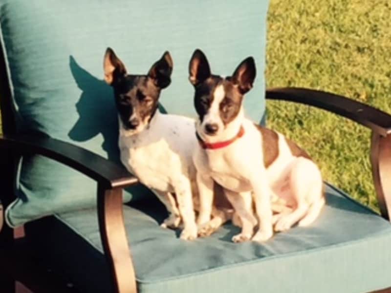 Housesitting assignment in Grand Junction, Colorado, United States