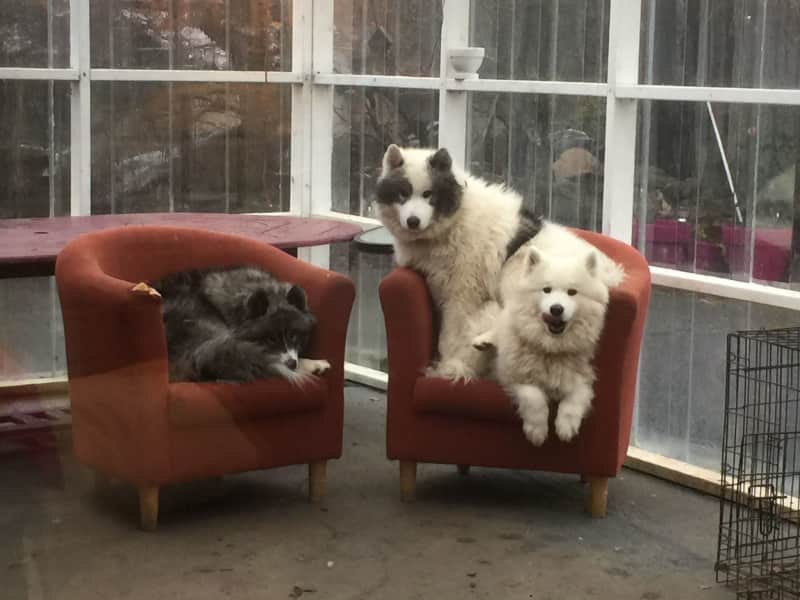 Housesitting assignment in Gaillimh, Ireland