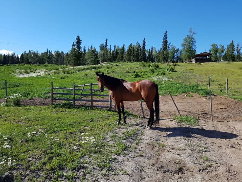 Housesitting assignment in Vanderhoof, British Columbia, Canada