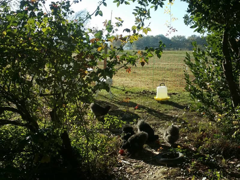 Housesitting assignment in Daumazan-sur-Arize, France