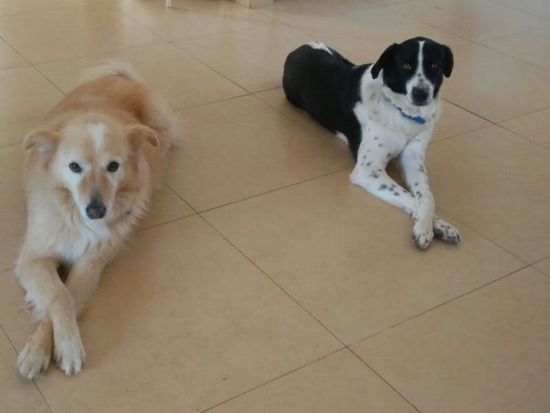 Housesitting assignment in Shilat, Israel