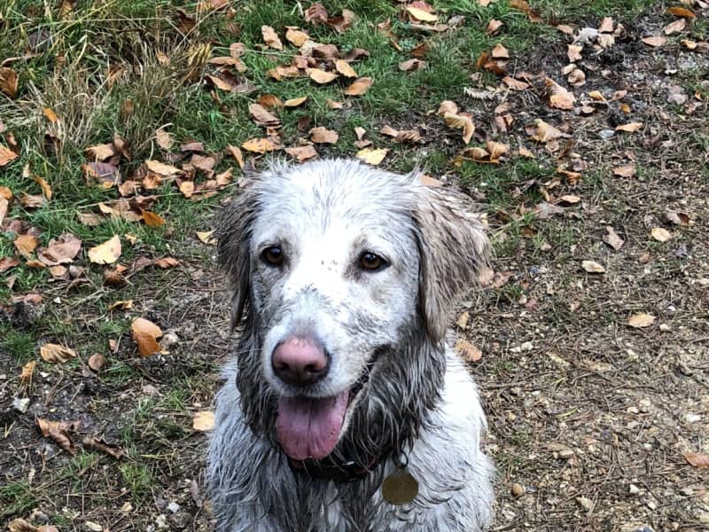 Housesitting assignment in Highcliffe, United Kingdom
