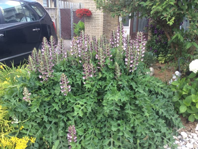 Housesitting assignment in Hamilton, Ontario, Canada