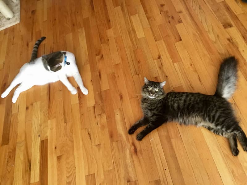 Housesitting assignment in Pasadena, California, United States